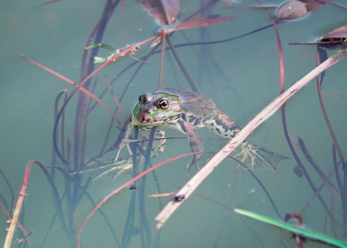 IMG00202-Grenouille verte-type Pelophylax-3-ret-coul-redim